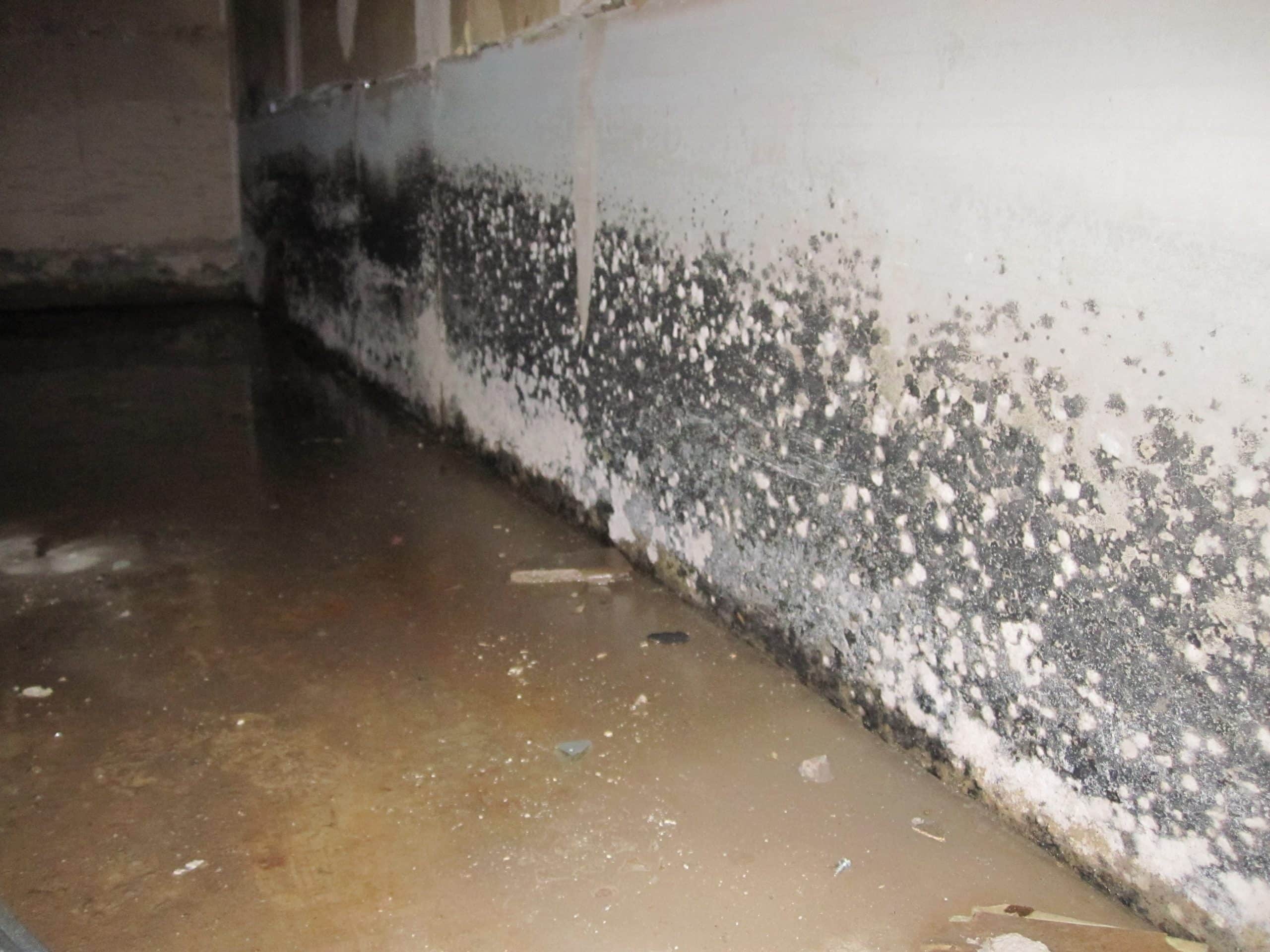 Is White Mold as Dangerous as Black Mold in Basement? Hartford, CT ...